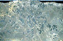 Protosalvinia furcata.jpg