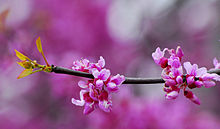 Red bud 2009.jpg