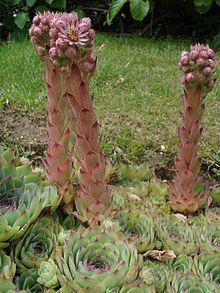 Sempervirum tectorum1.jpg