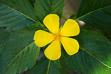 Turnera ulmifolia 01.JPG