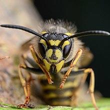 Vespula vulgaris queen.jpg