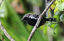 White-fringed Antwren (Formicivora grisea).JPG