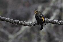 Yellow-rumped Honeyguide from Eaglenest Wildlife Sanctuary in Arunachal Pradesh.jpg