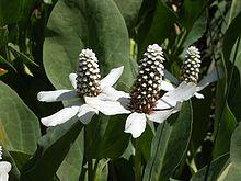 Yerba mansa.jpg