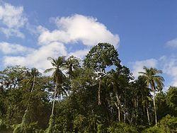 The Orinoco River delta