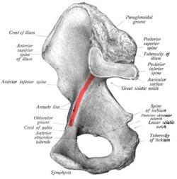 Sobo 1909 133 - Arcuate line of ilium.png