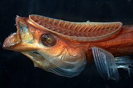 Remora SI.jpg
