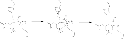 An arrow-pushing mechanism for the action of carnitine palmitoyltransferase.