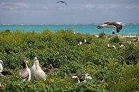 Albatross birds at Northwest Hawaiian Islands National Monument, Midway Atoll, 2007March01.jpg