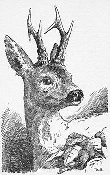 Bambi-Hans-Bertle.jpg
