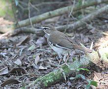 Cercotrichas signata tongensis, volwassene, St Lucia, Birding Weto, a.jpg