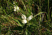 Chelone glabra 002.JPG
