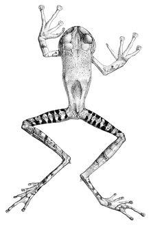 Gastrotheca guentheri (2).jpg