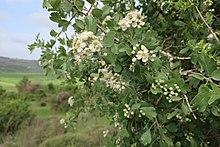 Hawthorn in blossom.jpg