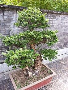 Keteleeria fortunei 油杉.jpg