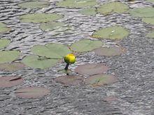 Nuphar variegata.jpg