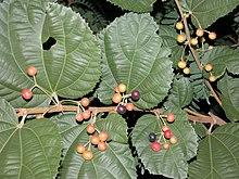 Phalsa09 Asit.jpg
