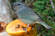 Sayaca tanager.JPG