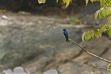 White-throated Blue-Swallow S4E1838 (16953709336).jpg