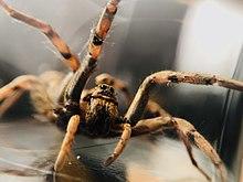 Wolf Spider rpp.jpg