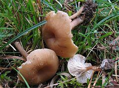Pseudoomphalina kalchbrenneri 205321.jpg