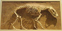 Hyaenodon horridus, Niobrara County, Wyoming, USA, Late Oligocene - Royal Ontario Museum - DSC00114.JPG