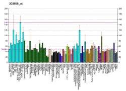 PBB GE XRCC1 203655 at fs.png