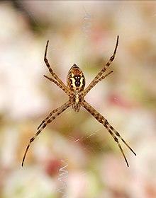 Argiope July 2012-3.jpg