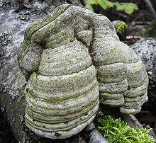 Fomes fomentarius sasata.JPG