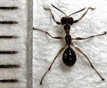 Gonatopus alpinus 2.jpg