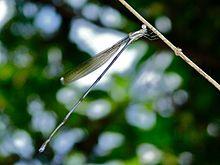 Helicopter Damselfly (Mecistogaster modesta) (6783352089).jpg