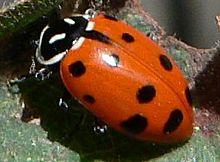 Hippodamia convergens 08085.JPG