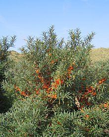 Hippophae rhamnoides-01 (xndr).JPG