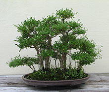 Japanese Boxthorn, 1951-2007.jpg