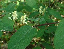 Lonicera xylosteum flowers.jpg