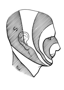 The head in profile, with trigeminal-nerve distribution illustrated