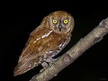Oriental Scops Owl.jpg