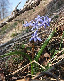 Scilla bifolia 070406.jpg