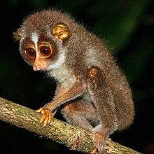 Sri Lankan Slender Loris 1.jpg