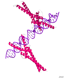 Sterol Regulatory Element Binding Protein 1A.png
