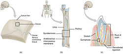 904 Fibrous Joints.jpg