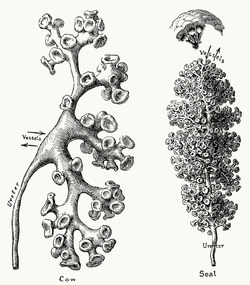 Renal pelves and calices.png