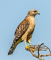 Red-shouldered Hawk (Buteo lineatus) - Blue Cypress Lake, Florida.jpg