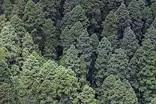 Abies religiosa, Parque Nacional El Chico, Hidalgo, Mexico 1.jpg