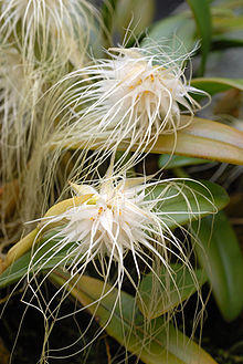 Bulbophyllum medusae.jpg