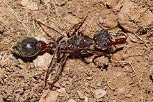 Bullant apr07.jpg