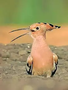 Common Hoopoe (Upupa epops) Photograph by Shantanu Kuveskar.jpg