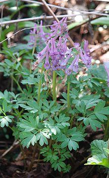 Corydalis solida 240406.jpg