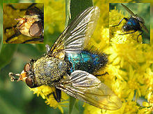 Cynomya mortuorum (male) - Collage.jpg
