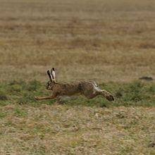 Photograph of a running hare